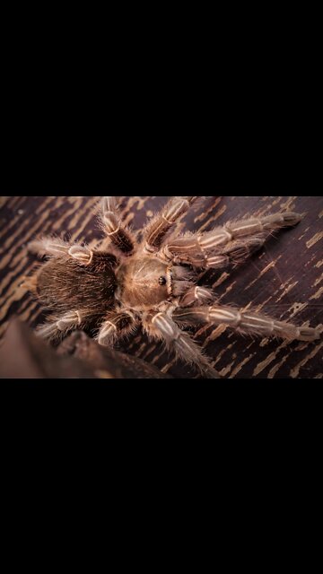 Aphonopelma seemanni (Costa Rican Zebra Tarantula) #shorts