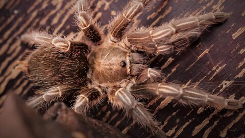 Aphonopelma seemanni (Costa Rican Zebra Tarantula) #shorts