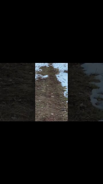 A little chickadee in nature