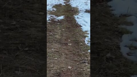 A little chickadee in nature