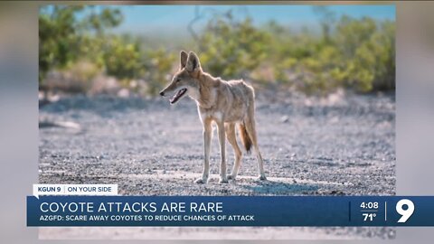 Coyote attacks are rare, despite multiple Scottsdale incidents