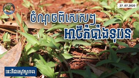 ឃាតករឈាមត្រជាក់ អត្តឃាតដើមទុរេន - Commelina communis