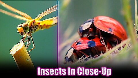 Interesting Insect Life In Close-Up
