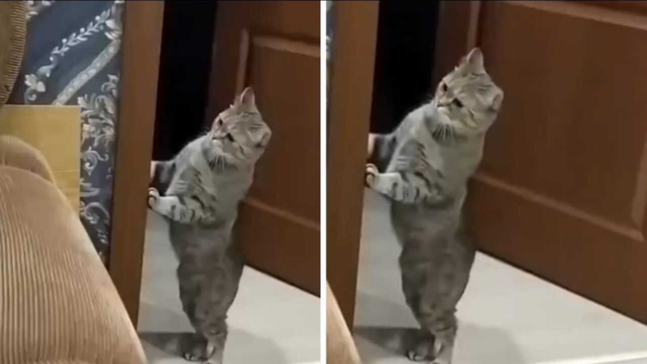 Cute Cat confuse 🐈
