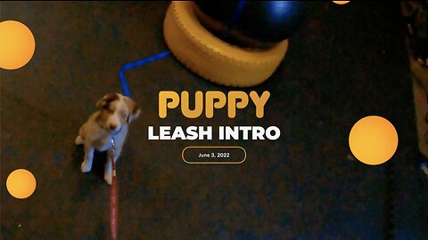 Puppy Leash Intro with CupCake