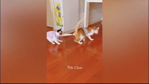 Funny vedio 2023 Funny Cats and Dogs