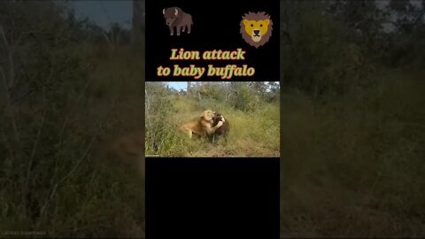 Lion attack baby buffalo 2022 🐃#shorts #youtubeshorts #shortvideo