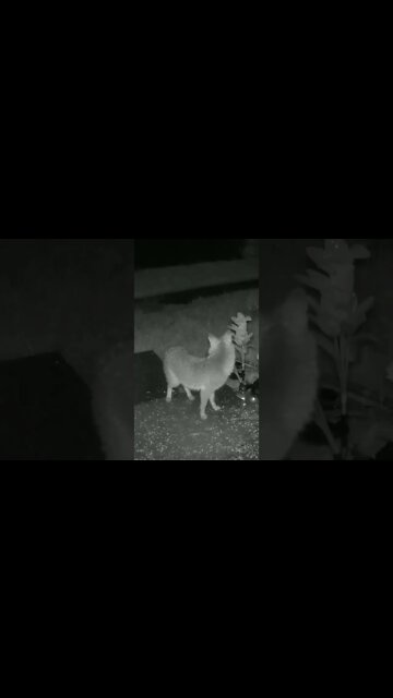 A Fox In The Rain #Shorts 🌧