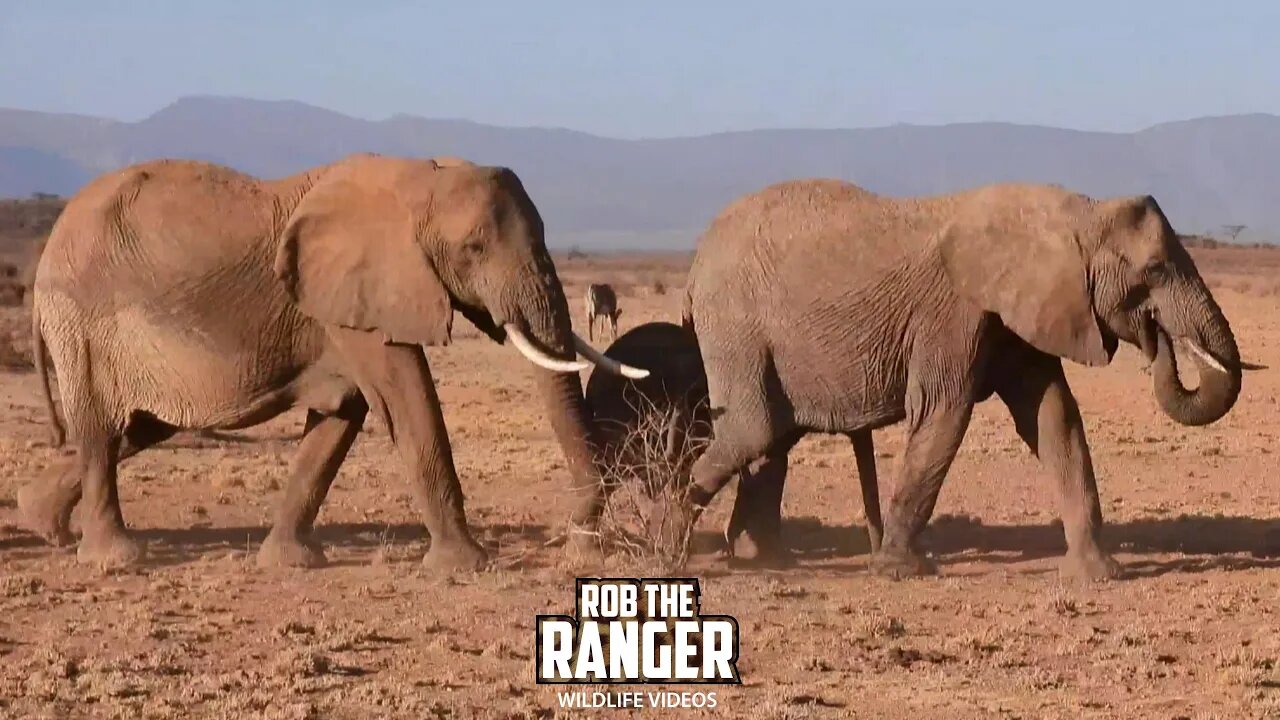Elephant Herd Crossing The Drought Stricken Terrain | Buffalo Springs | Zebra Plains On Tour