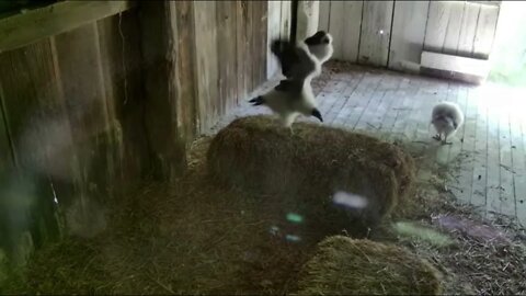 Bat and Bi love to hear the tap, of their talons. Wings are getting huge! 7-6-21