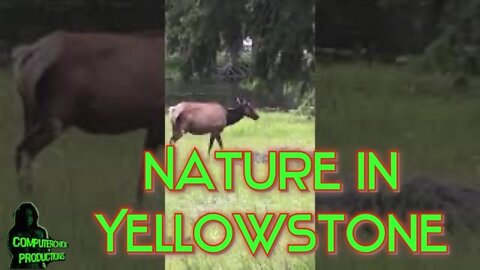 Nature at Yellowstone #Shorts