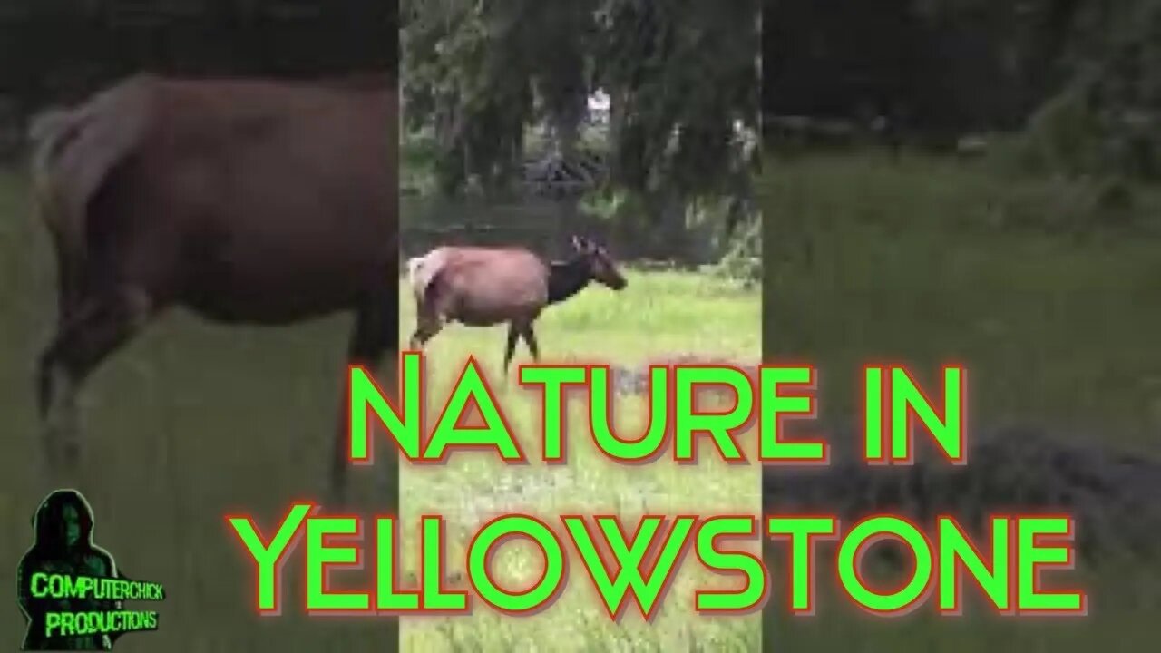 Nature at Yellowstone #Shorts