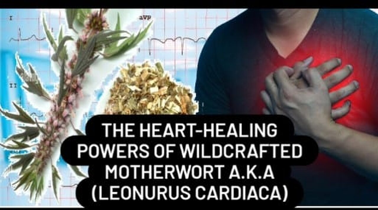 The Health Benefits of Wildcrafted Motherwort (Leonurus cardiaca)