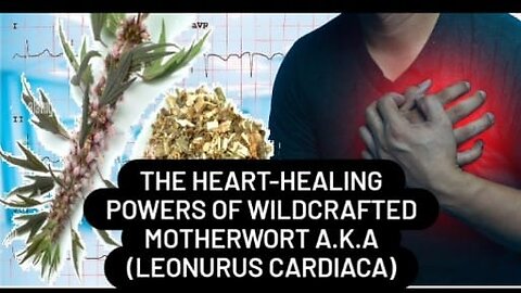 The Health Benefits of Wildcrafted Motherwort (Leonurus cardiaca)