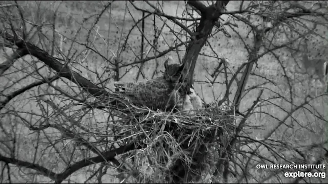 Rodger's Place-A Doe Walks By 🦉 4/21/22 06:52