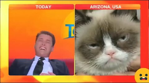 Cats and Dogs Work from-home news bloopers 🤣😁😂😸 #funny #blopper