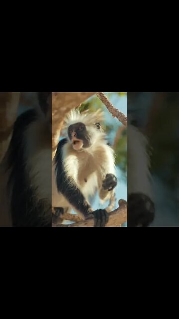 Monkey Sound Effects #Shorts 🎤