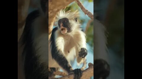 Monkey Sound Effects #Shorts 🎤