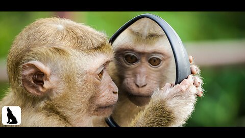 Wild Animals in the planet 🌿 Soothing relaxing music - Relaxing Movie Beautiful Scenery