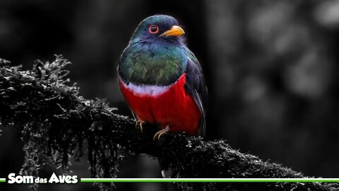 SURUCUÁ MASCARADO - Canto do Surucuá - Masked Trogon