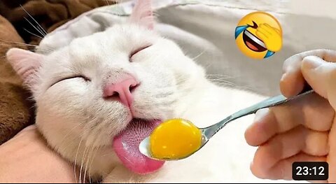 A very funny animal video 😅😅