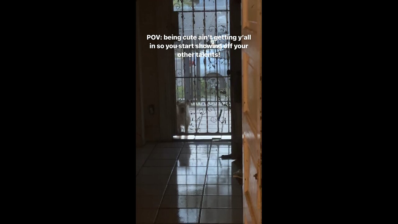 Cute dog wants to come in