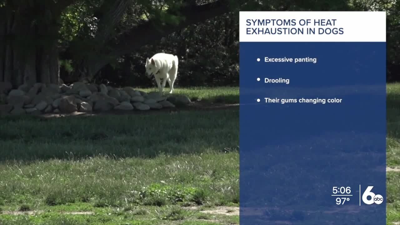 How to protect yourself and your pet from heat-related illness