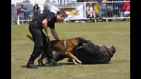 Meet "Guido" my Malinois X