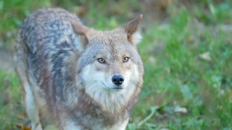 Coyote standing on grass looking around in forest7