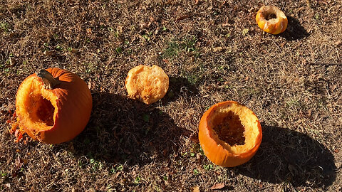 Crazy Squirrels Love Pumpkin | Weird Wednesday