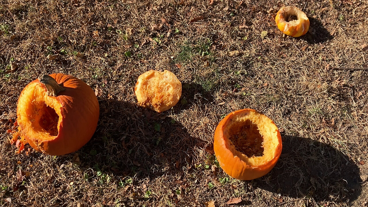Crazy Squirrels Love Pumpkin | Weird Wednesday