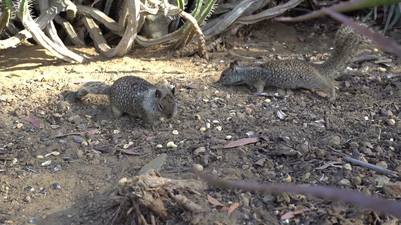 Cat TV: Take your cat to Balboa Park = FAT SQUIRRELS! #felinetelevision