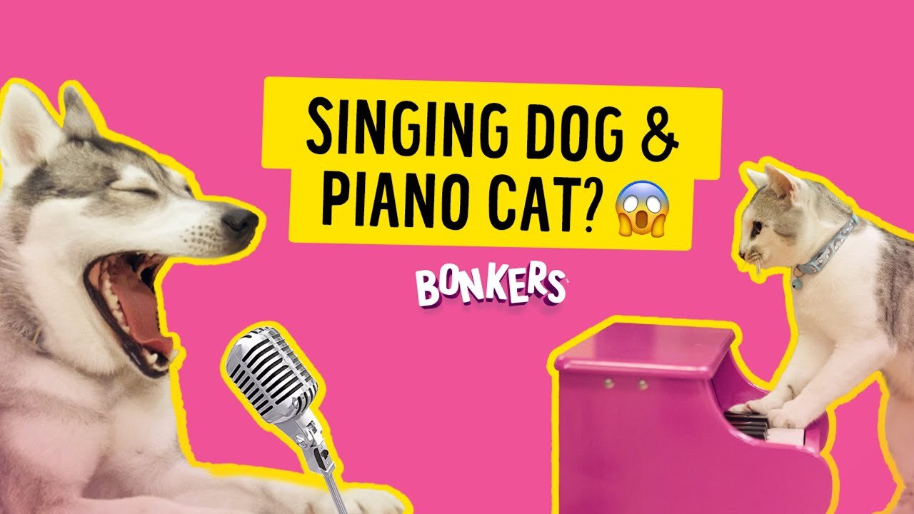 Piano Playing Cat & Singing Dog Create Musical MASTERPIECE