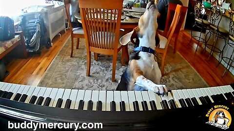 💘 My Furry Valentine 💘 Featuring Buddy Mercury Piano Dog