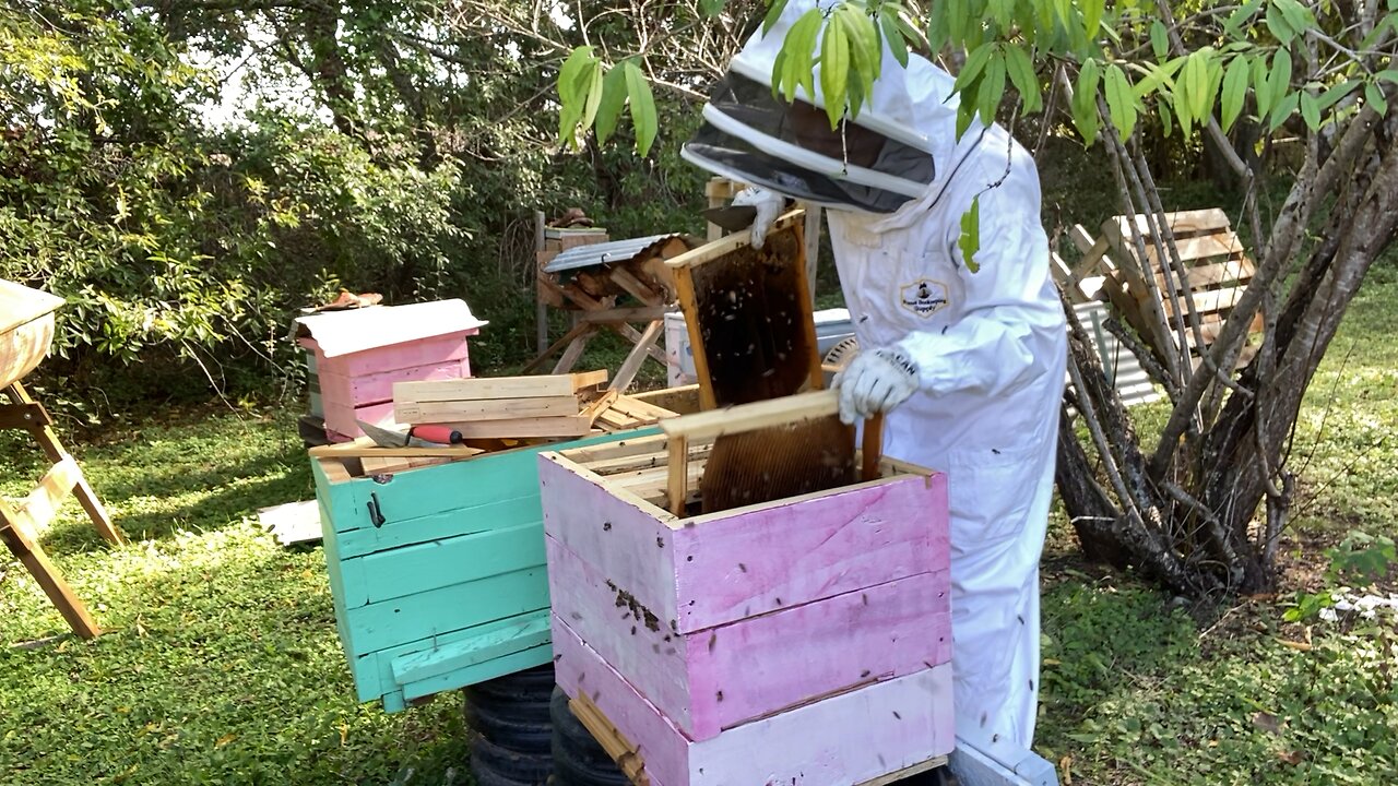 Green hive was our very first build…. It needs some upgrades.