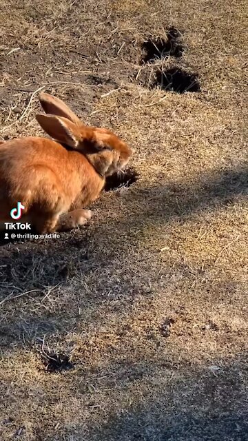Adorable Wild Bunny Rabbit 🐰