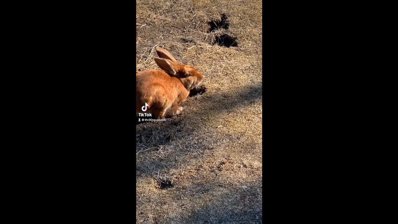 Adorable Wild Bunny Rabbit 🐰