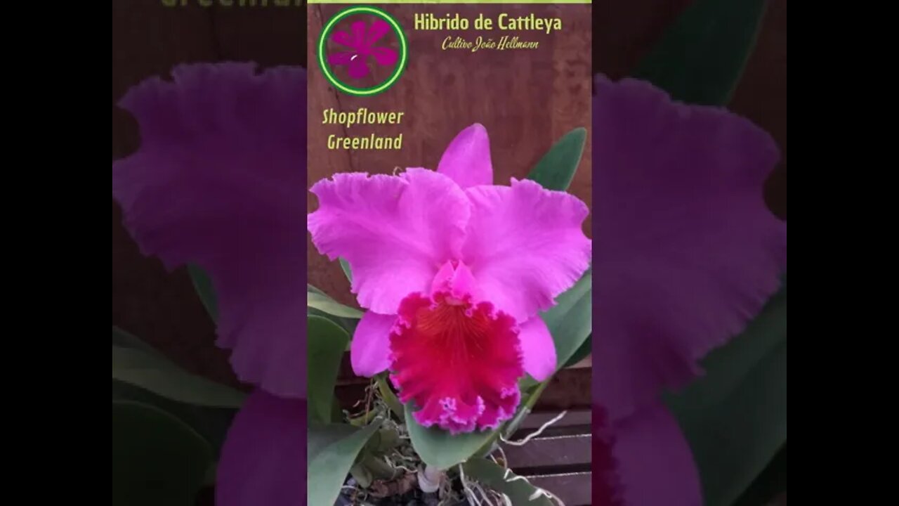 TOP 10 ORCHIDS | HIBRIDOS DE CATTLEYA FROM JOÃO HELLMANN | # LIST 1 | #SHORT