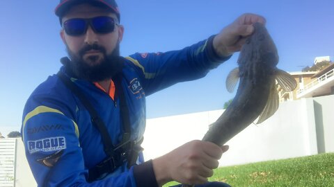 Sydney Fishing Decent Sized Flathead