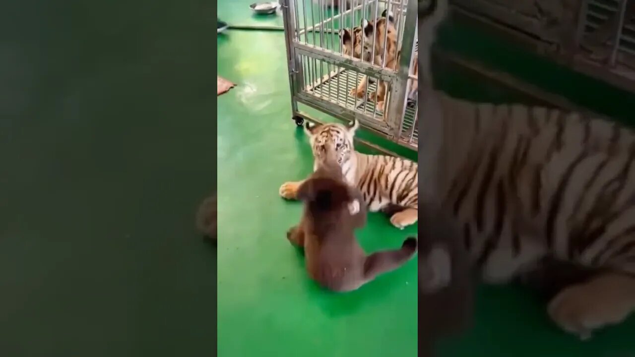 Bear Vs. Tiger