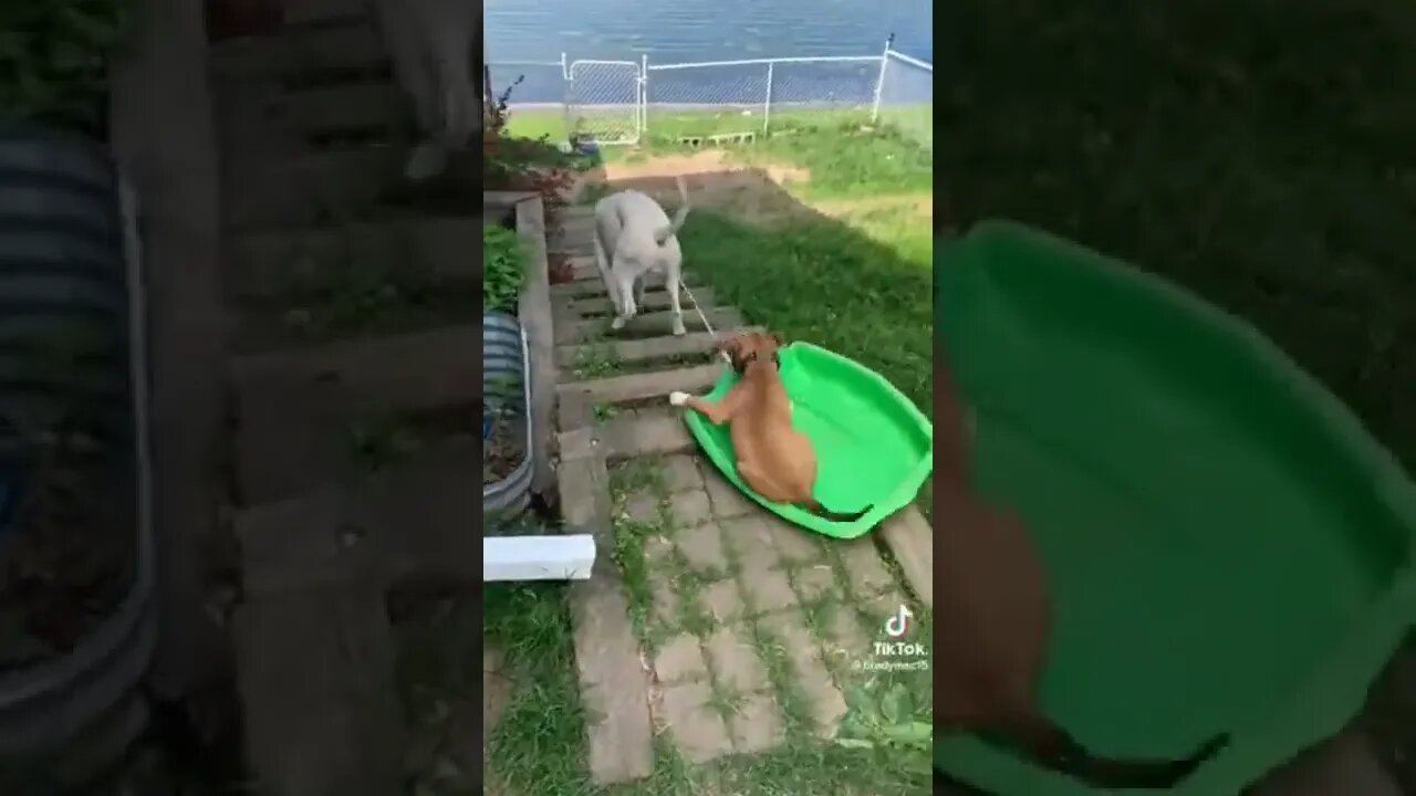 #amazing #dogs #shorts