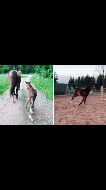 Video Captures Incredible Transformation Of Foal To Majestic Horse