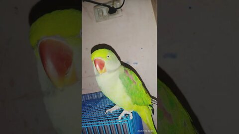 cute parrot , lovely parrot video