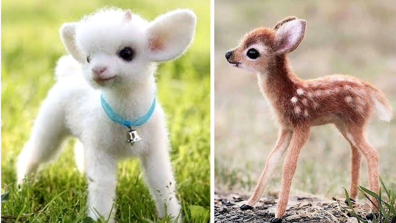 Top 10 animal cute baby you can't imagine