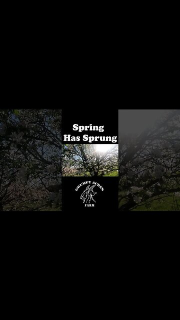 Spring has sprung #GrumpyAcresFarm #shorts #spring