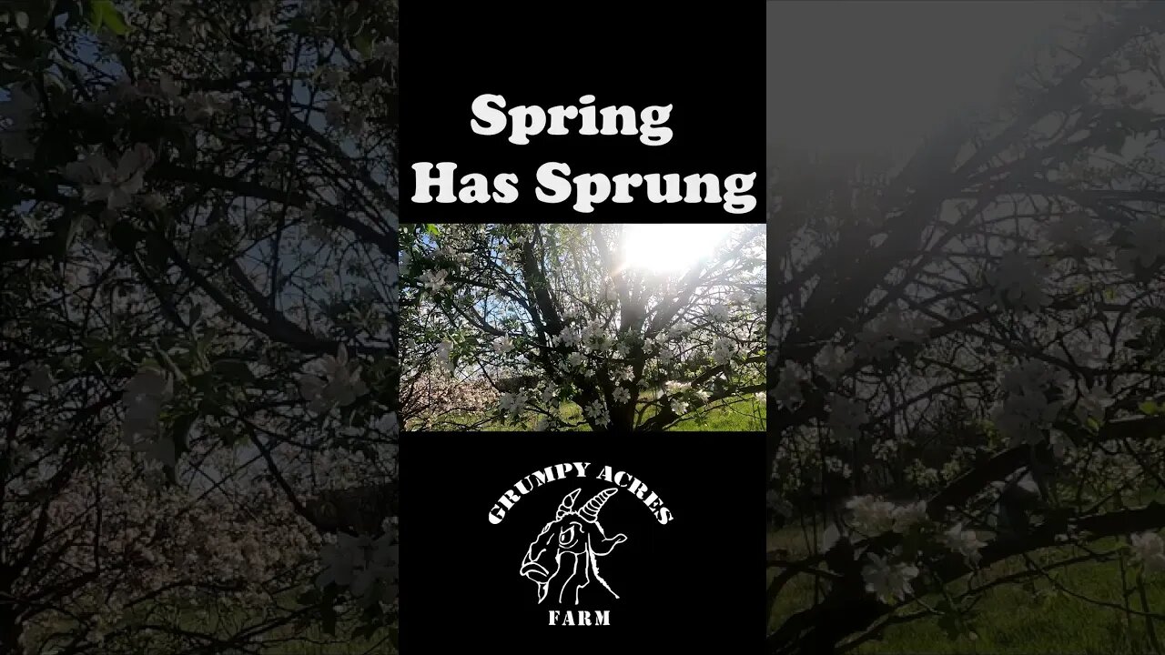 Spring has sprung #GrumpyAcresFarm #shorts #spring