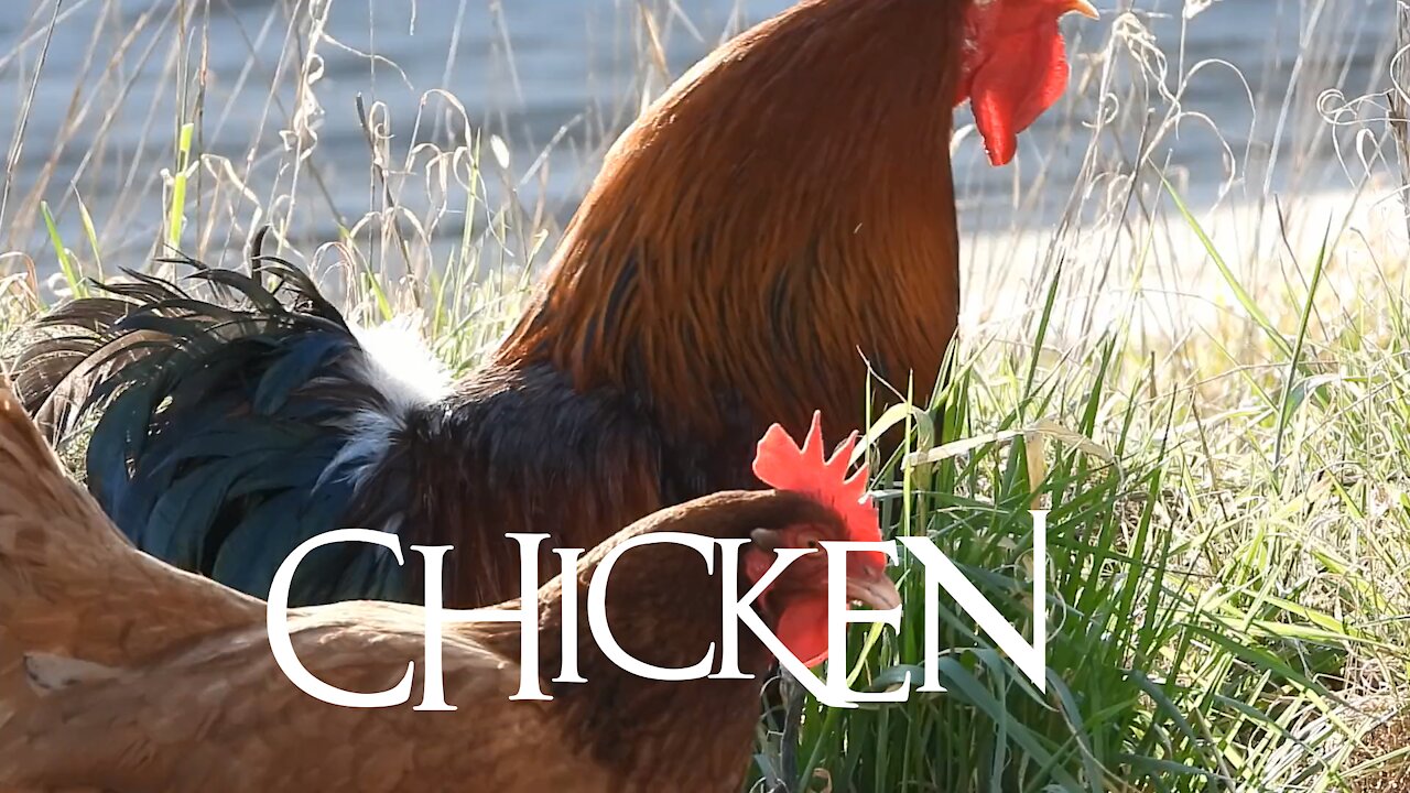 Funny chicken family