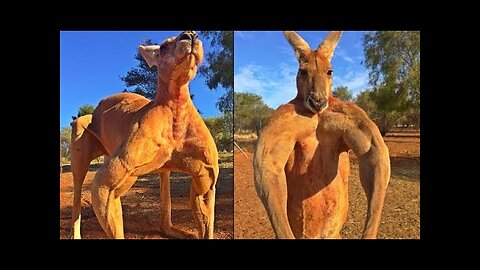 A Really Buff Kangaroo