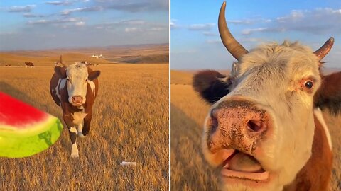 Man calls his pet cow to give watermelon