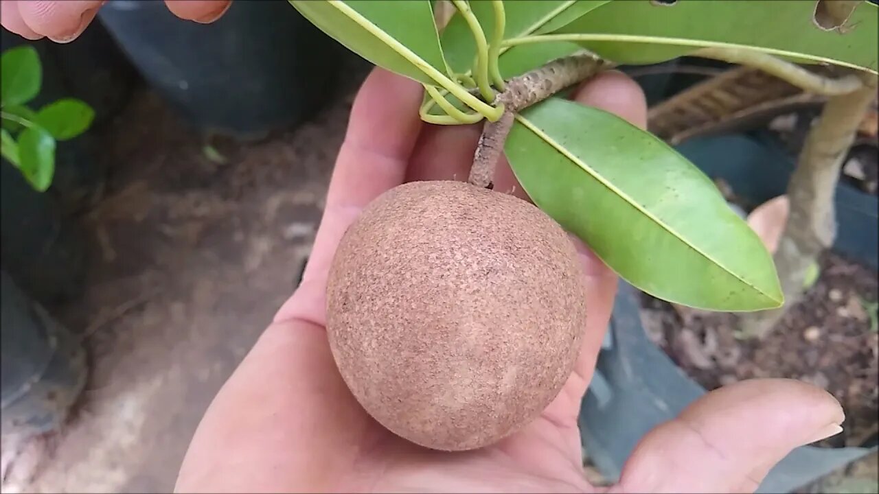 frutifera produzindo em vaso a partir 20,00 pitanga sapoti cabeludinha pêssego jabuticaba uvaia uva